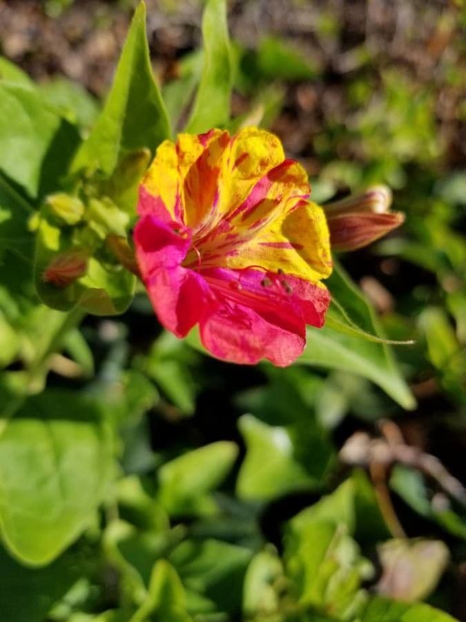 Wunderblume 7