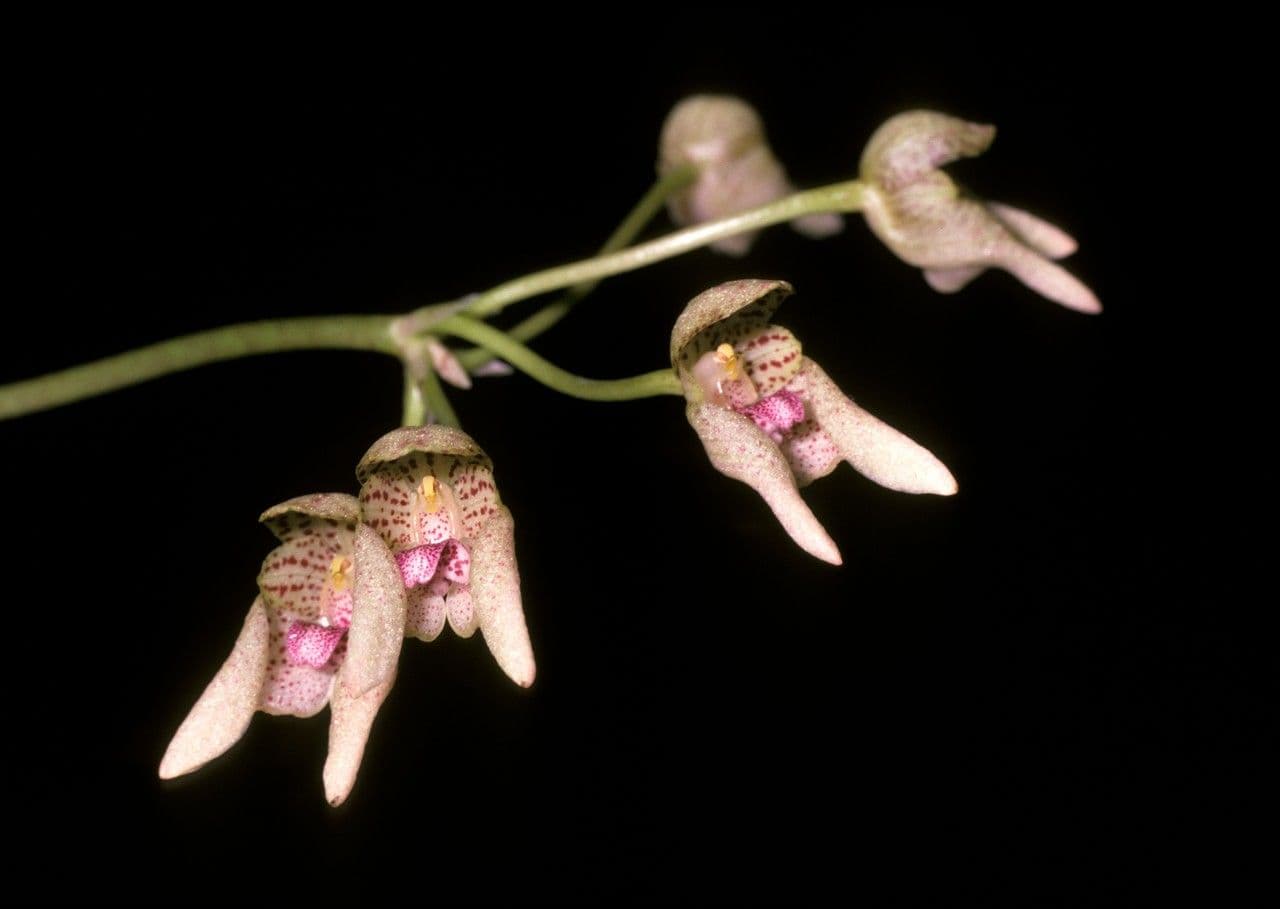 Bulbophyllum