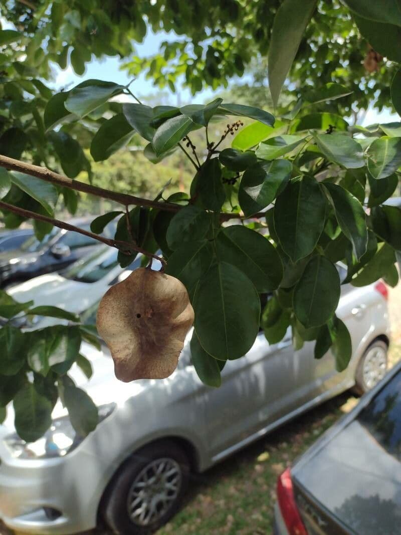 Pterocarpus 6