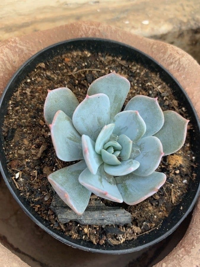 Echeveria elegante 19