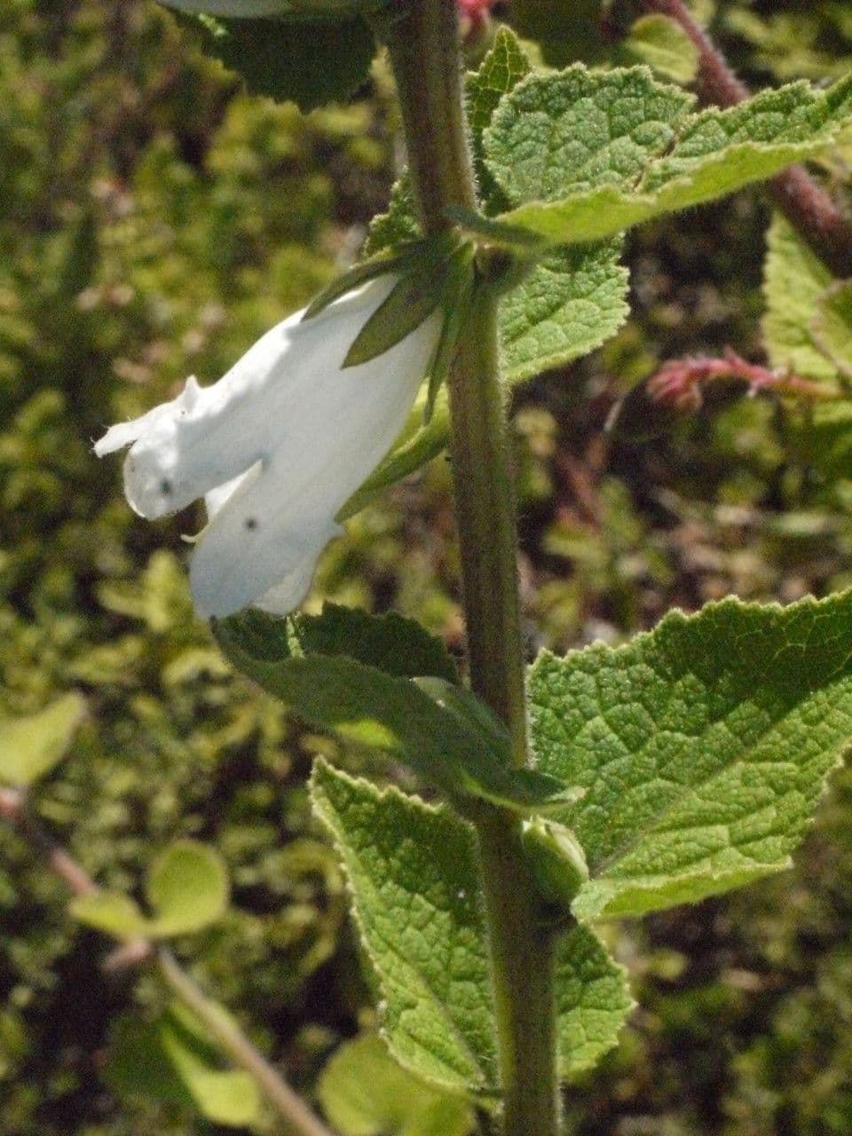 Campanula 19