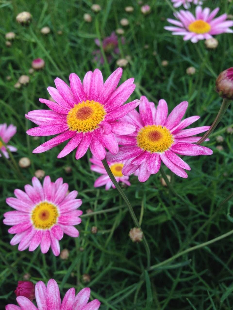Argyranthemum 4