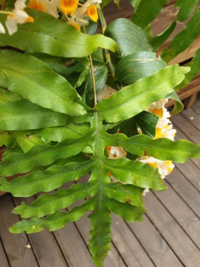 Dendrobium 8