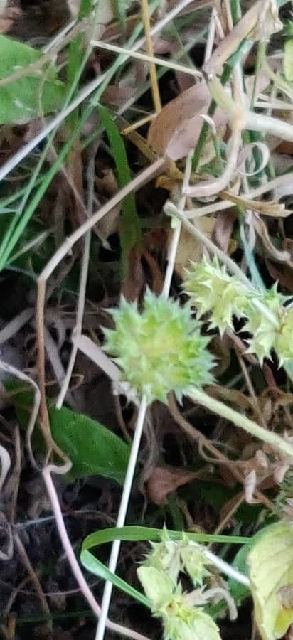 Valerianella coronata 9