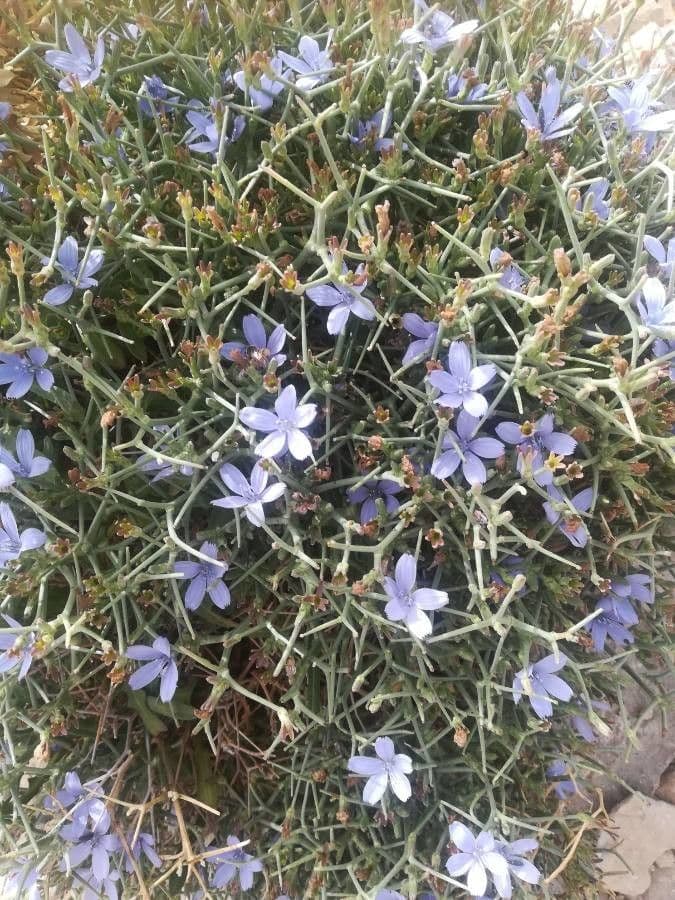 Cicoria spinosa 3
