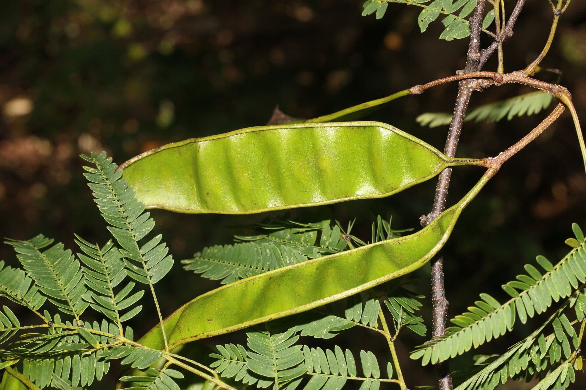 Lysiloma divaricatum