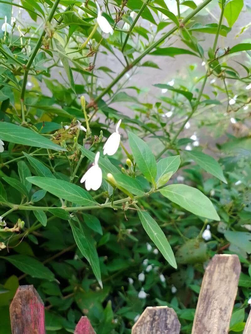 Rhinacanthus