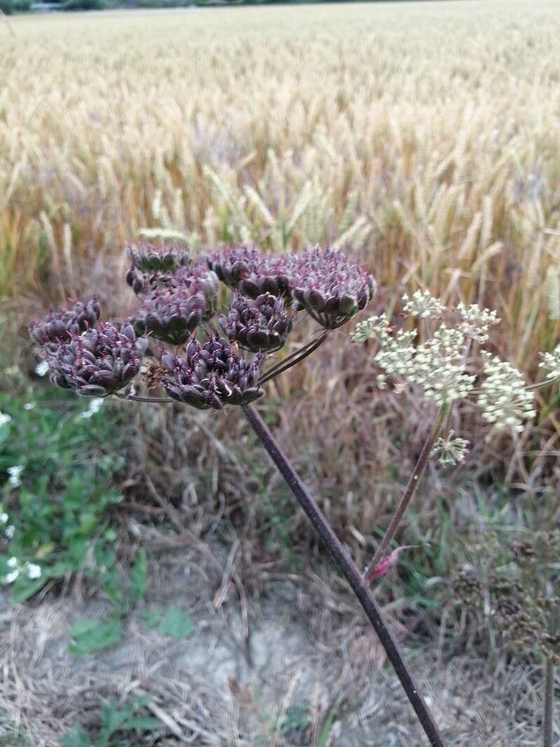 Seseli annuum