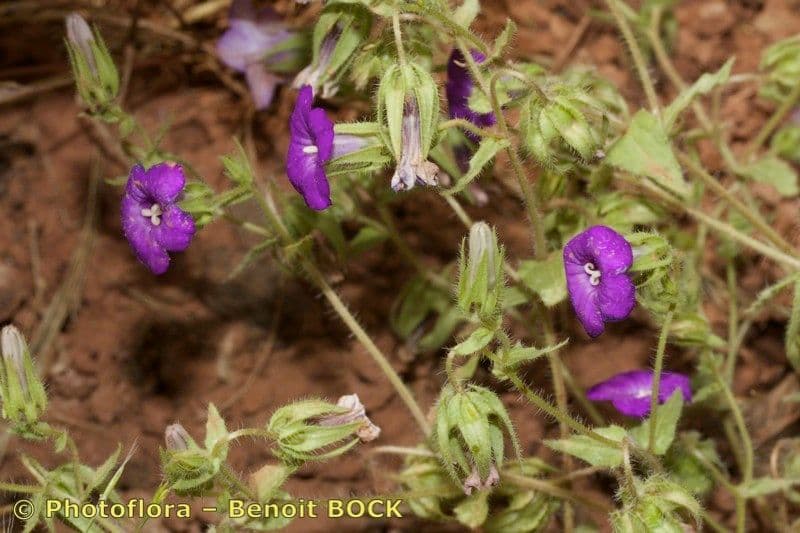 Campanula 6