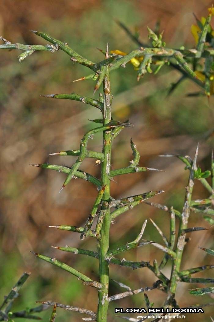 Ginestrone minore 27