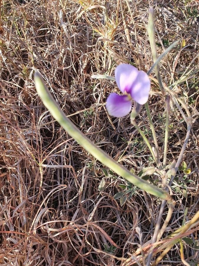 Vigna frutescens 3