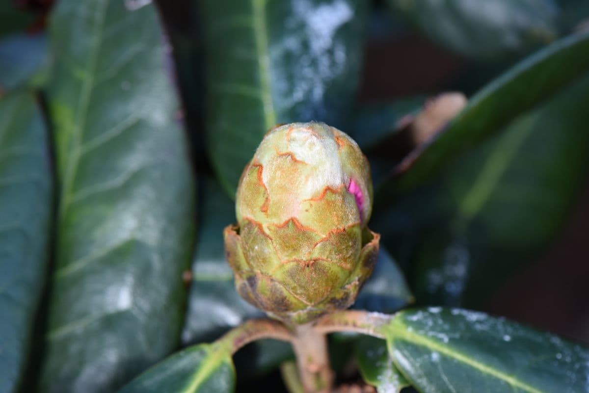 Rododendro 21