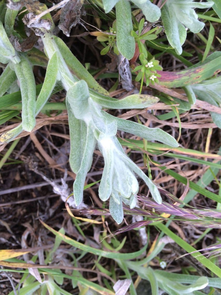 Pseudognaphalium stramineum 14