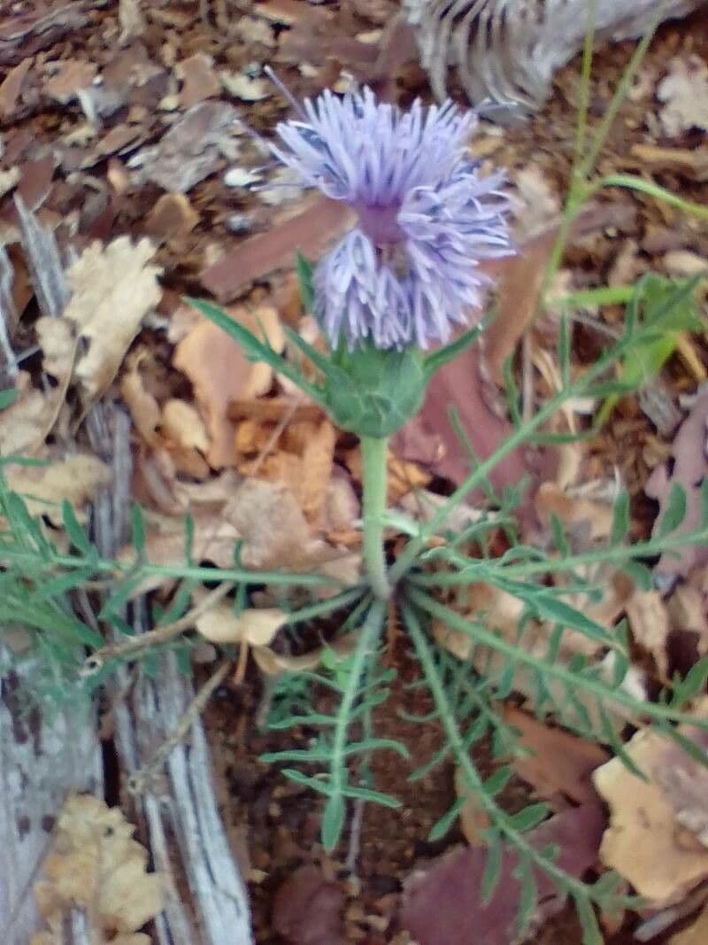 Sanftdistel 12
