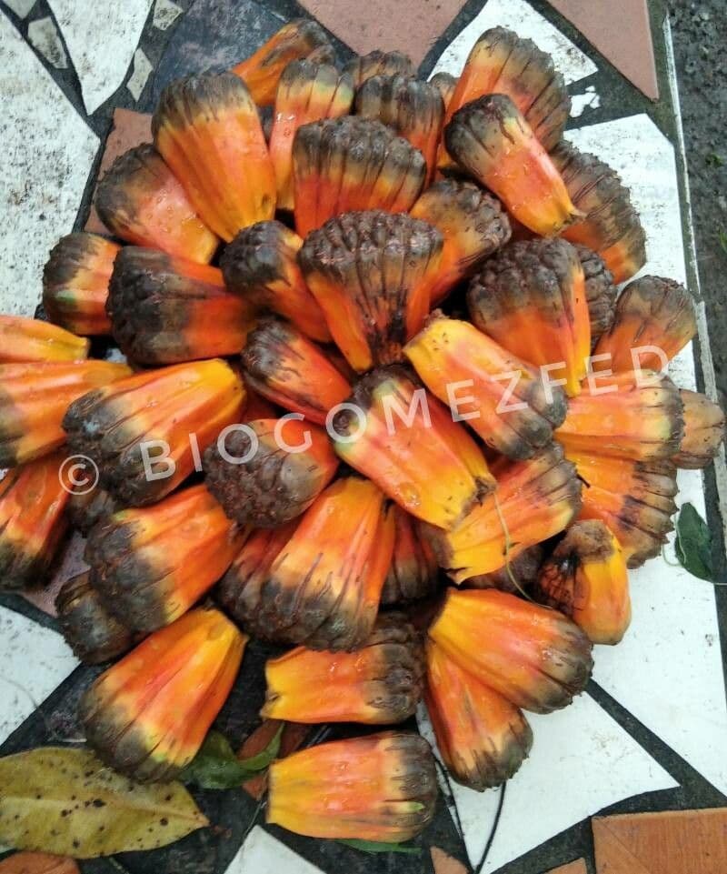 Pandanus tectorius 6