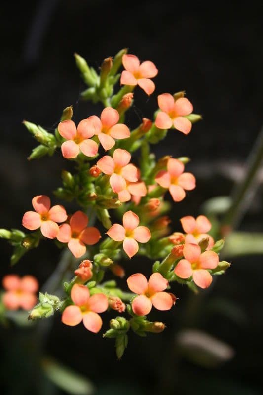 Kalanchoe 8