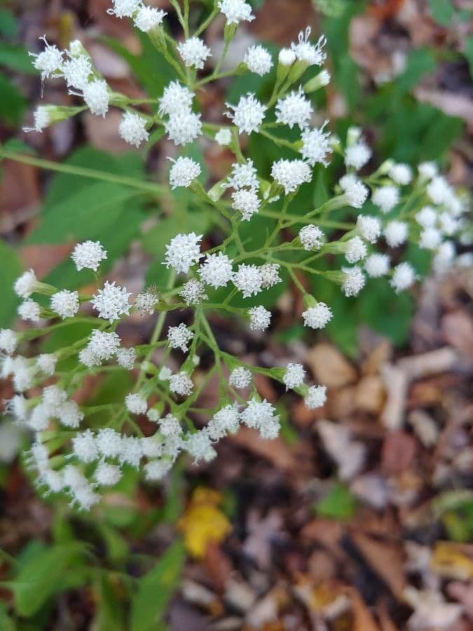 Ageratina
