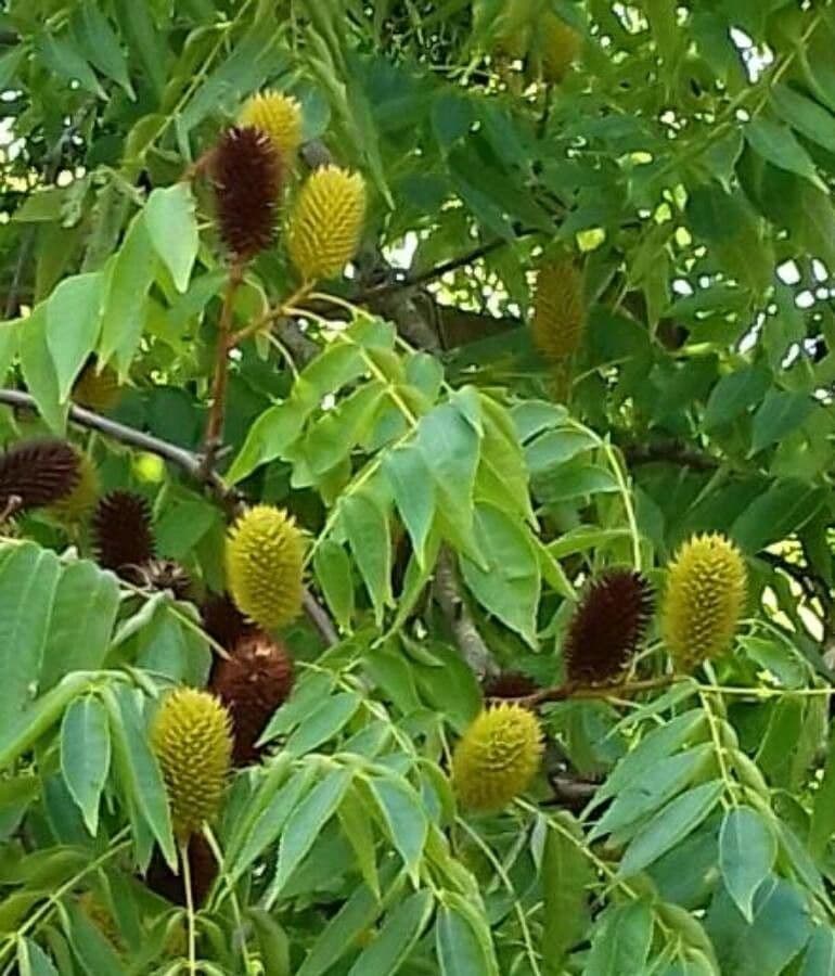 Platycarya strobilacea 5