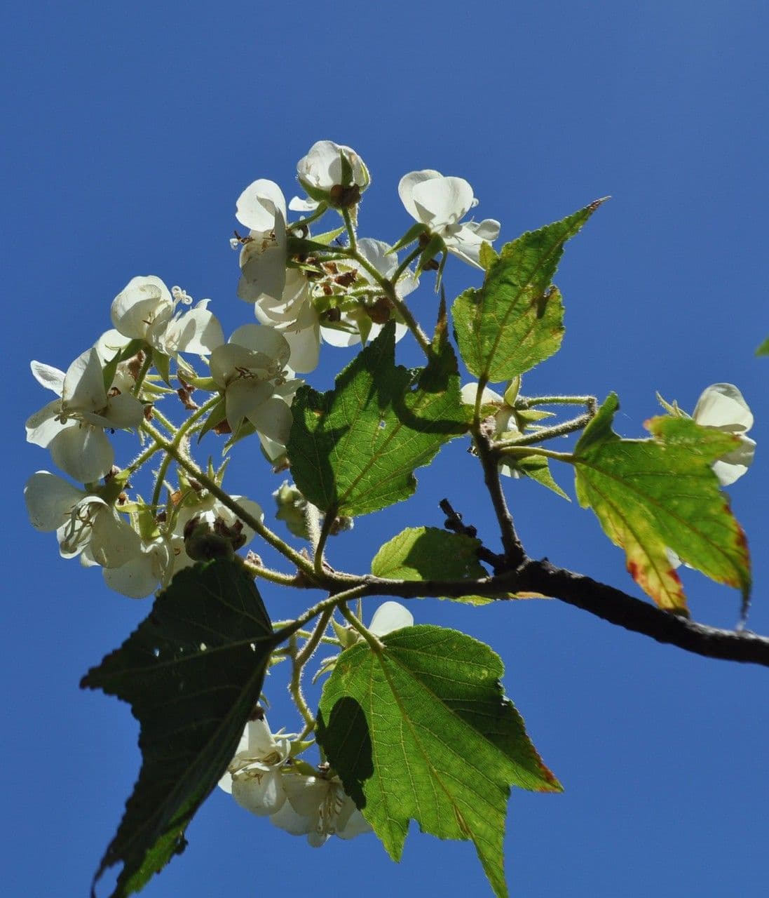 Dombeya 30