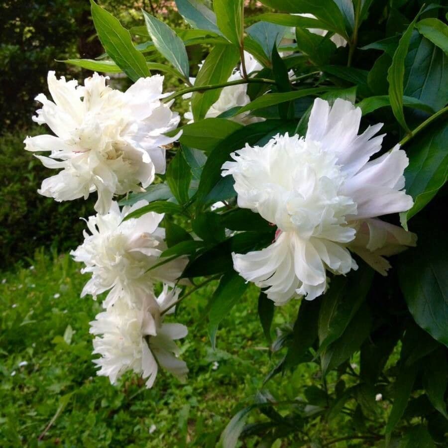 Echte Pfingstrose 11