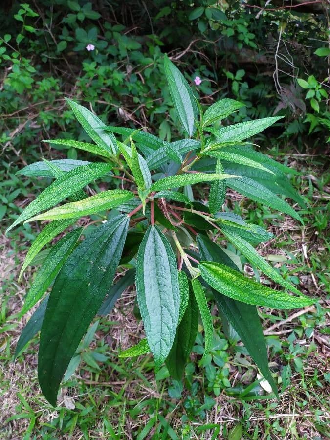 Ortica falsa pendula 16
