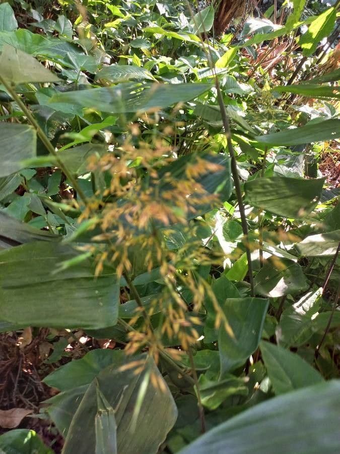 Codolina solcata 2