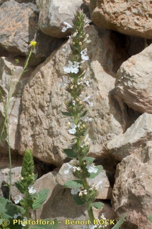 Menta gatuna 9