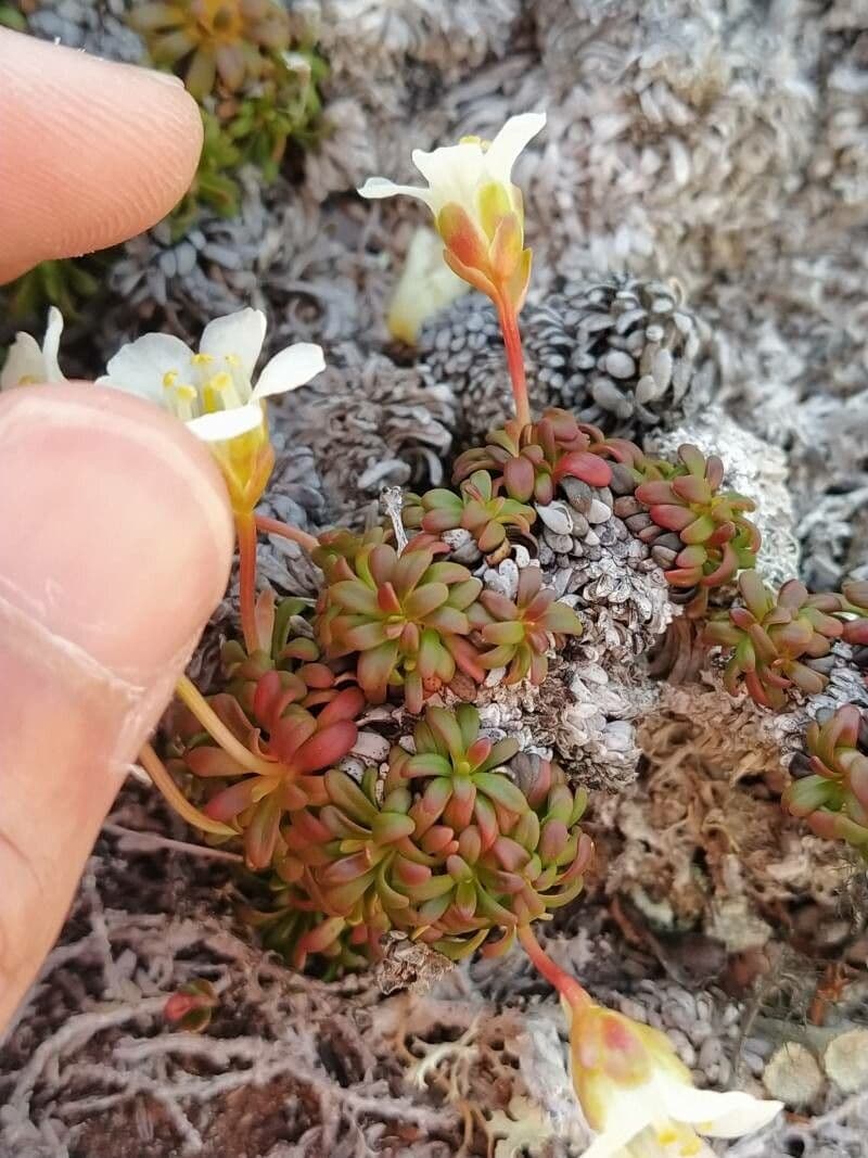 Diapensia lapponica 11