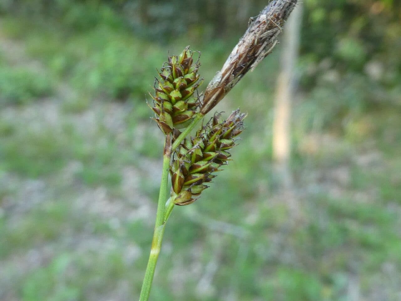 Carex depressa 8