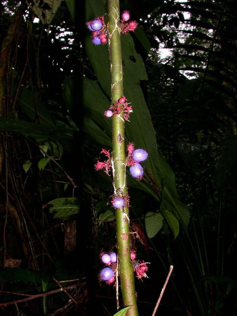 Miconia 15