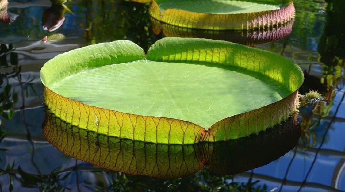 Kreuzblättrige Seerose 15