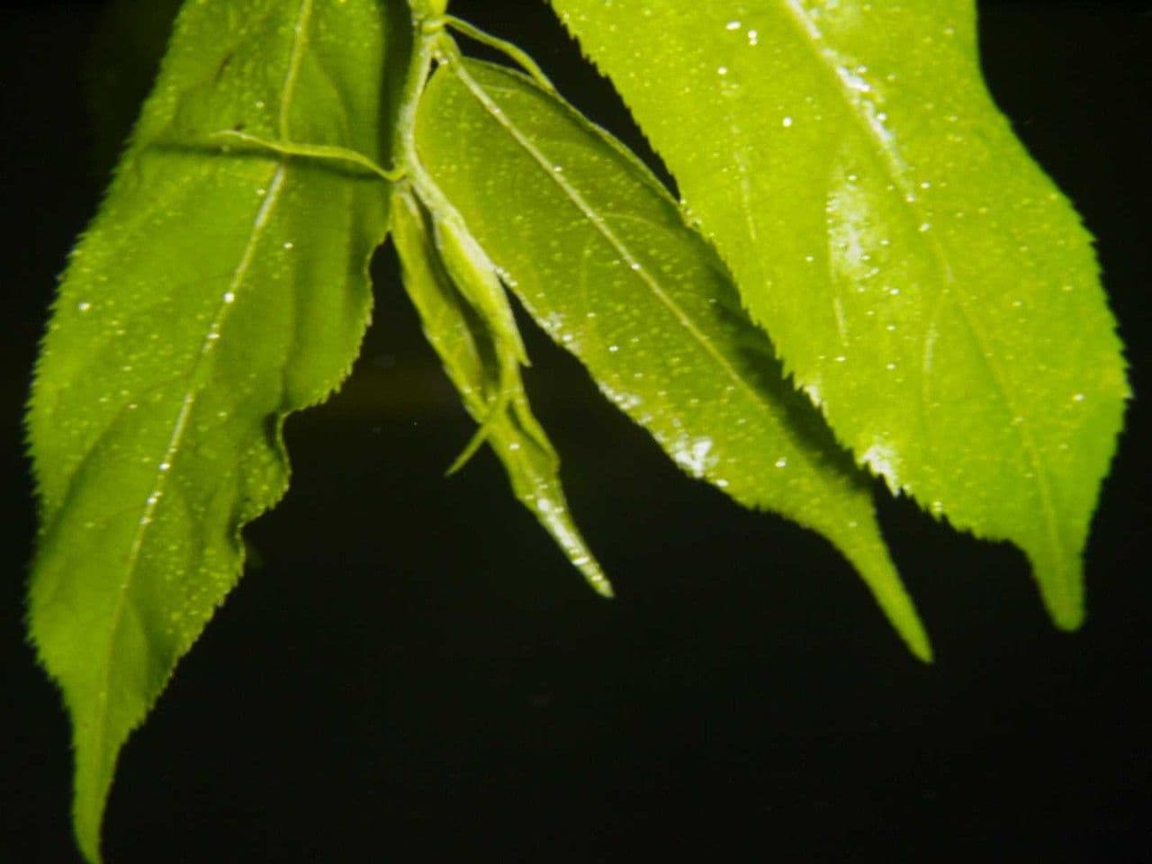 Casearia 14
