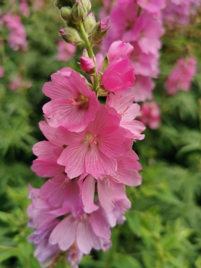 Sidalcea Cusicka 5