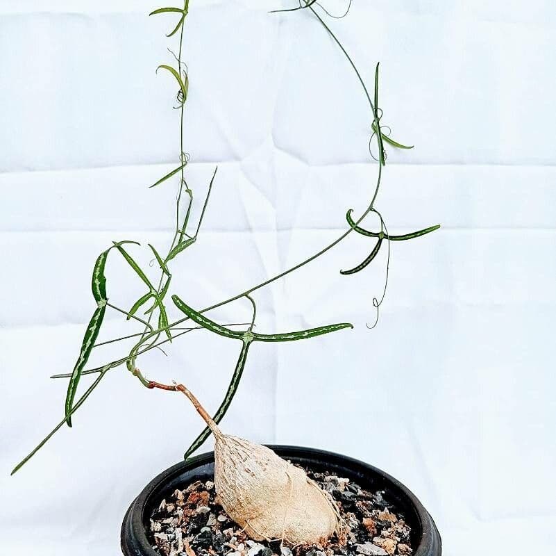 Adenia