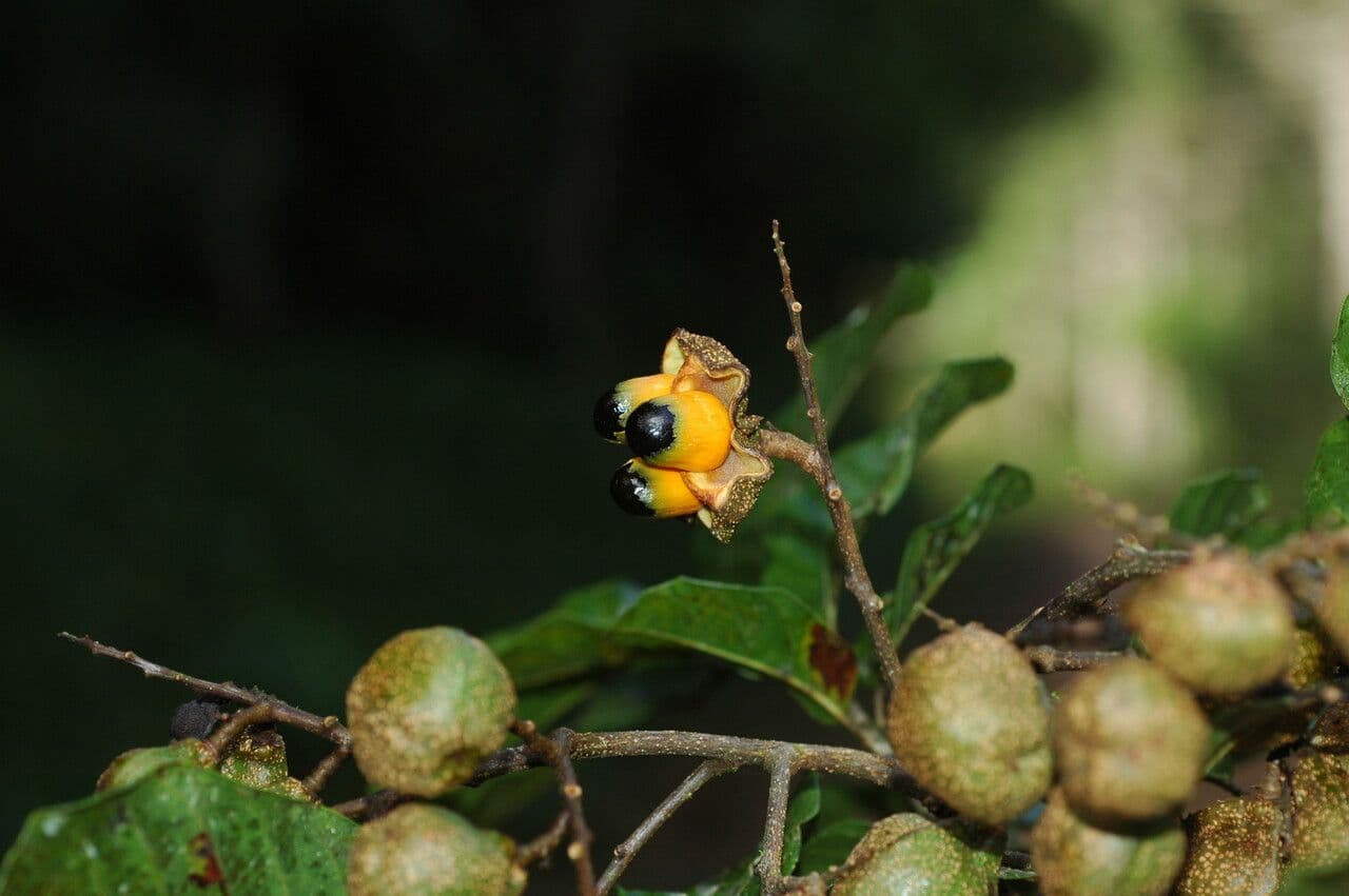 Cupania 3