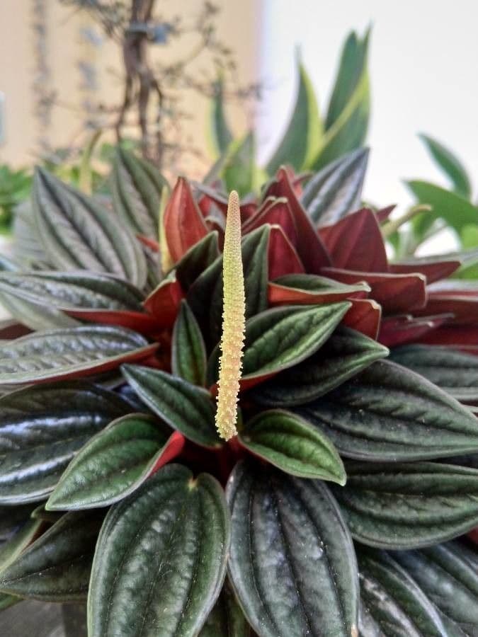 Peperomia 10