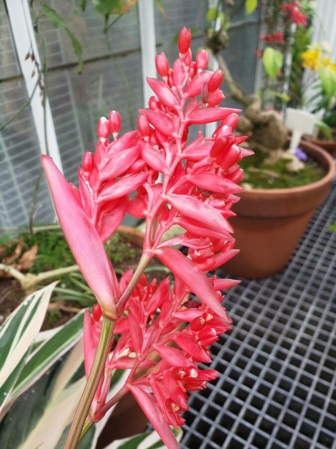 Stromanthe