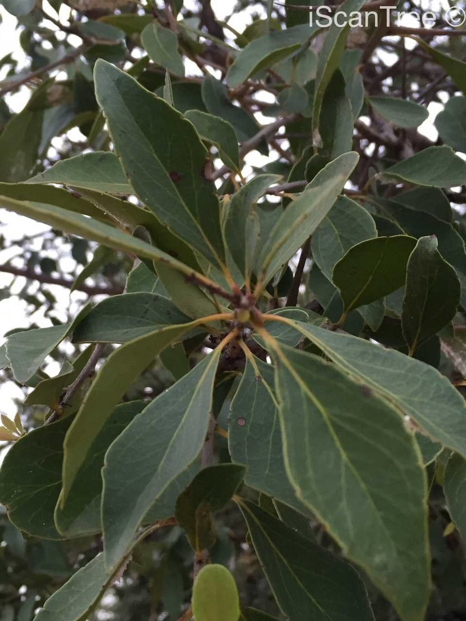 Scolopia zeyherowska 7