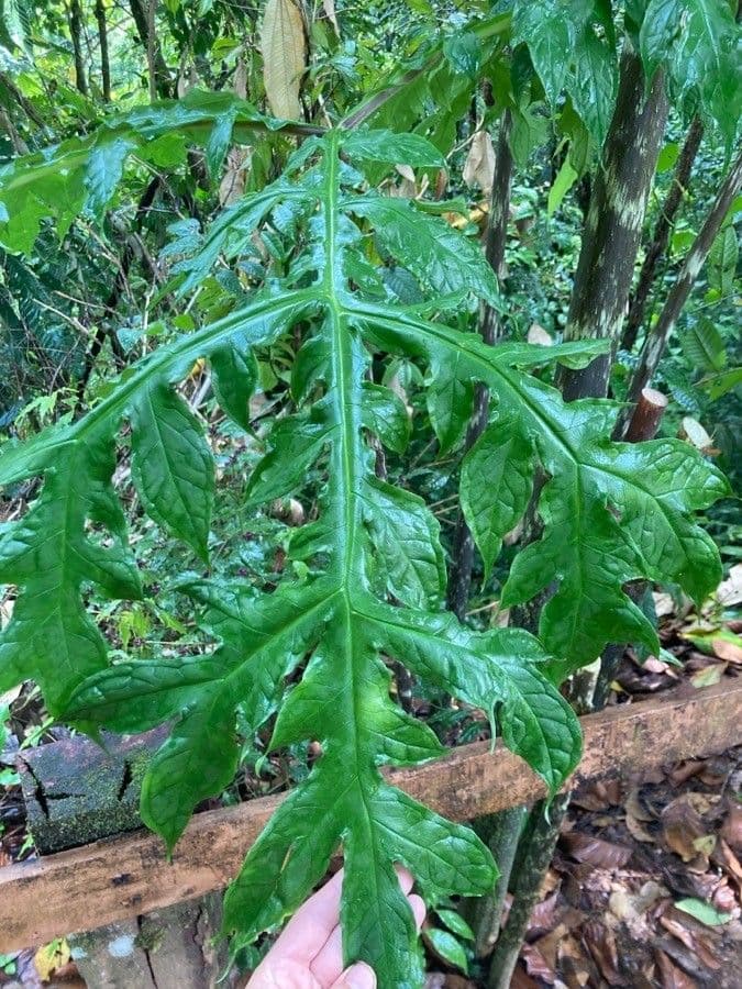 Dracontium 16