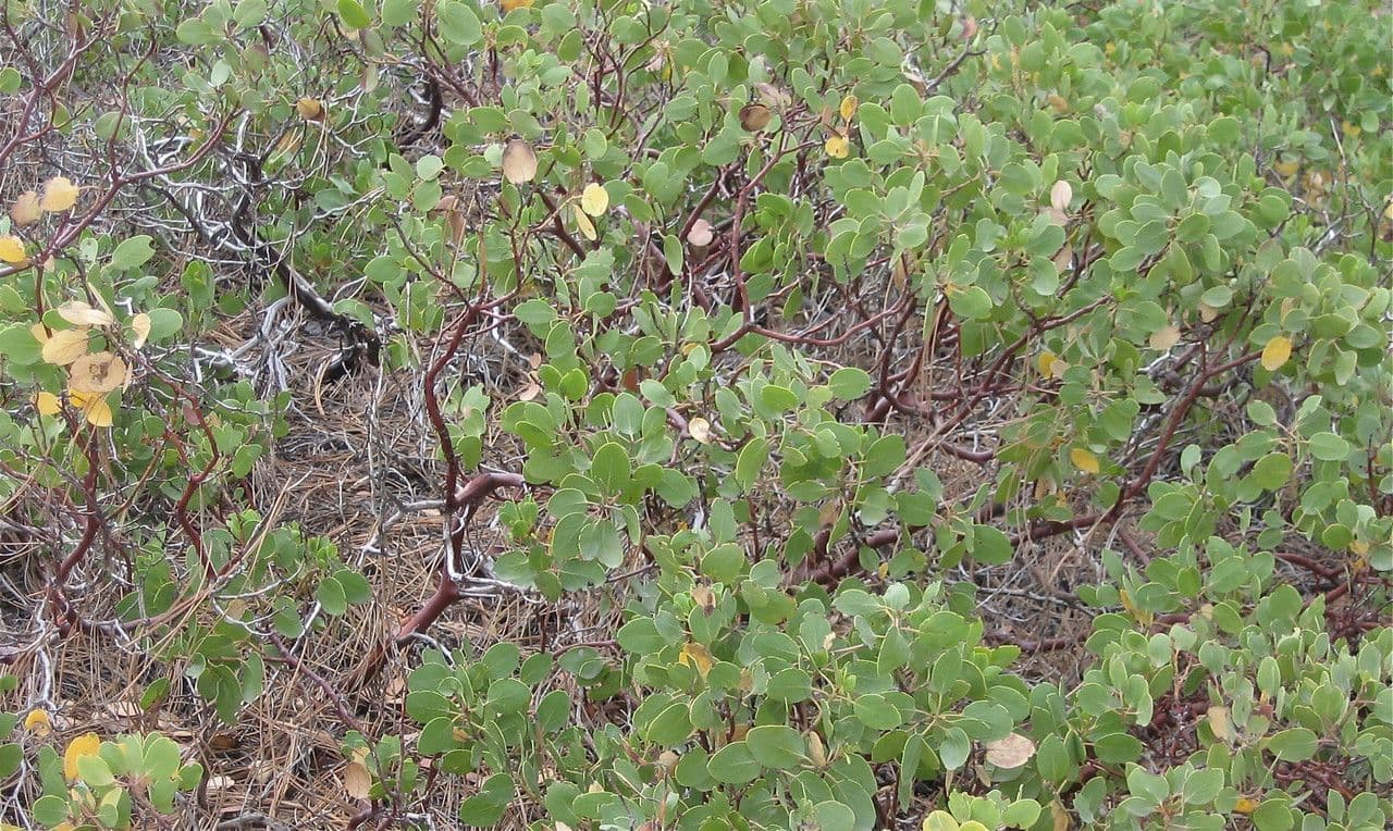 Arbutus patula 14