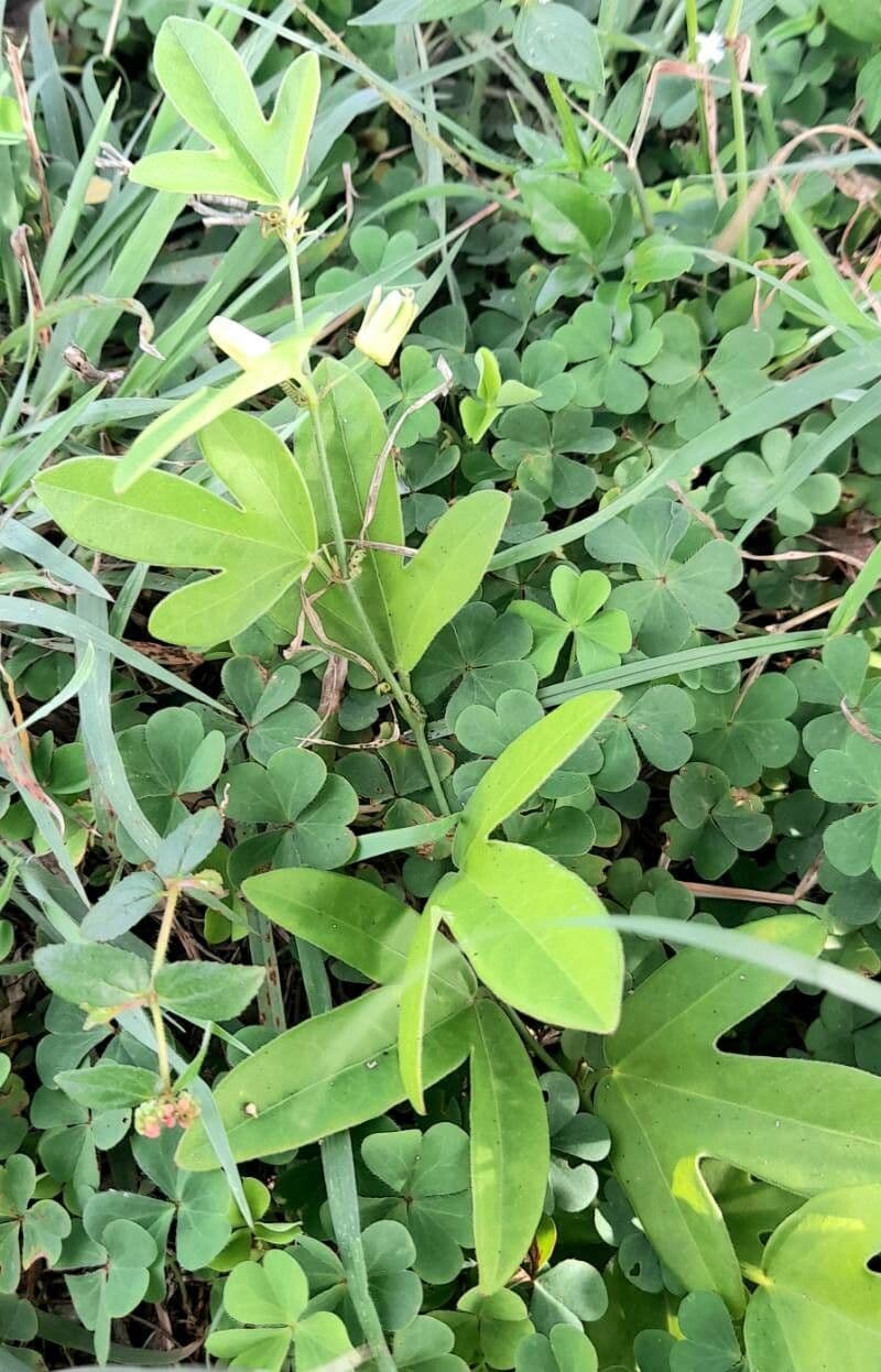 Passiflora suberosa 12