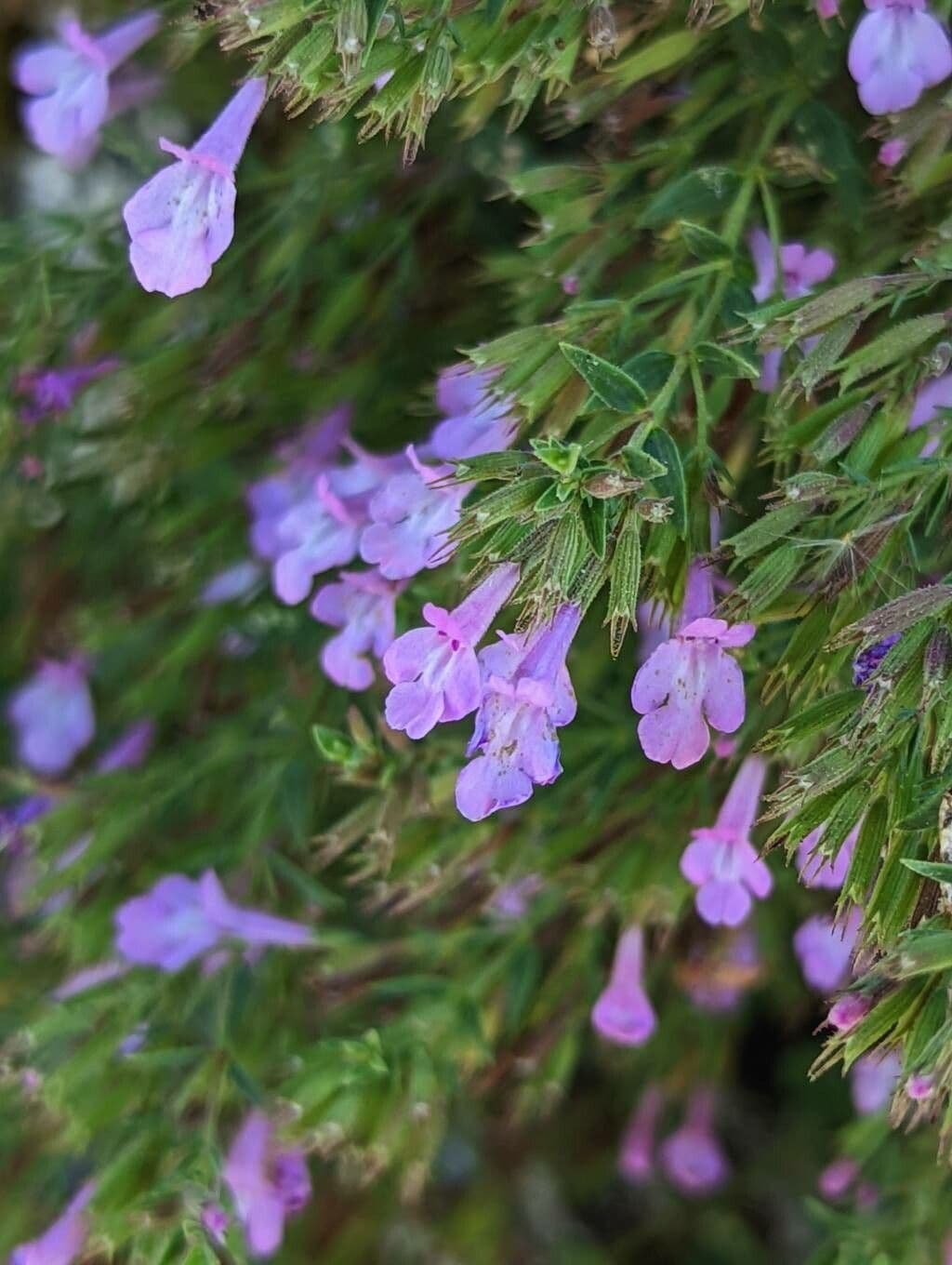 Micromeria 4