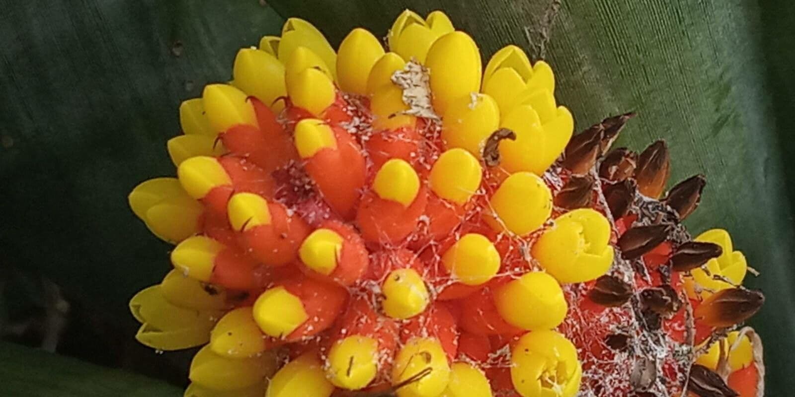 Aechmea 4