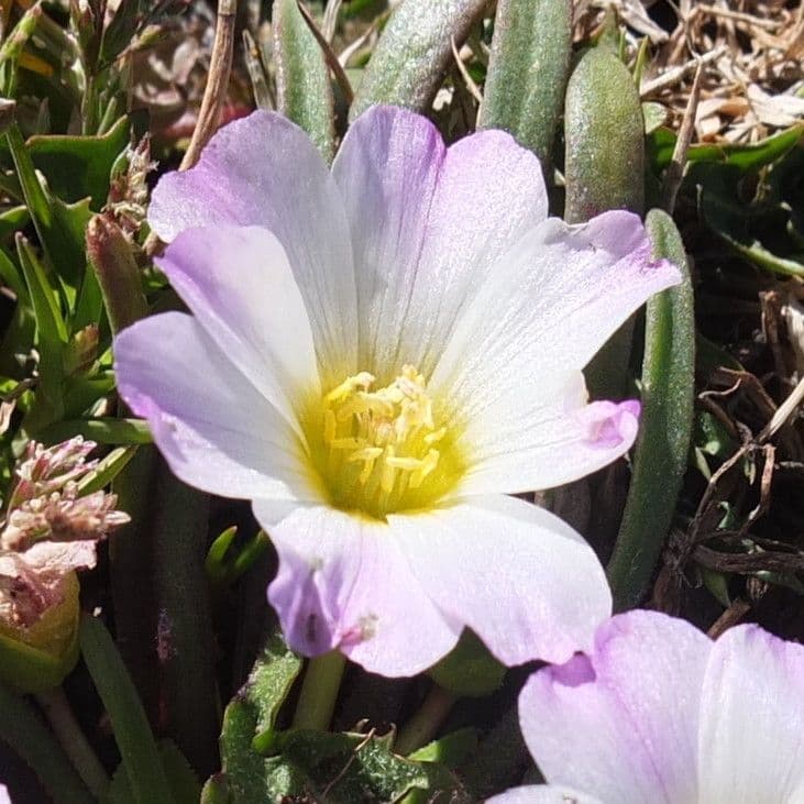 Calandrinia