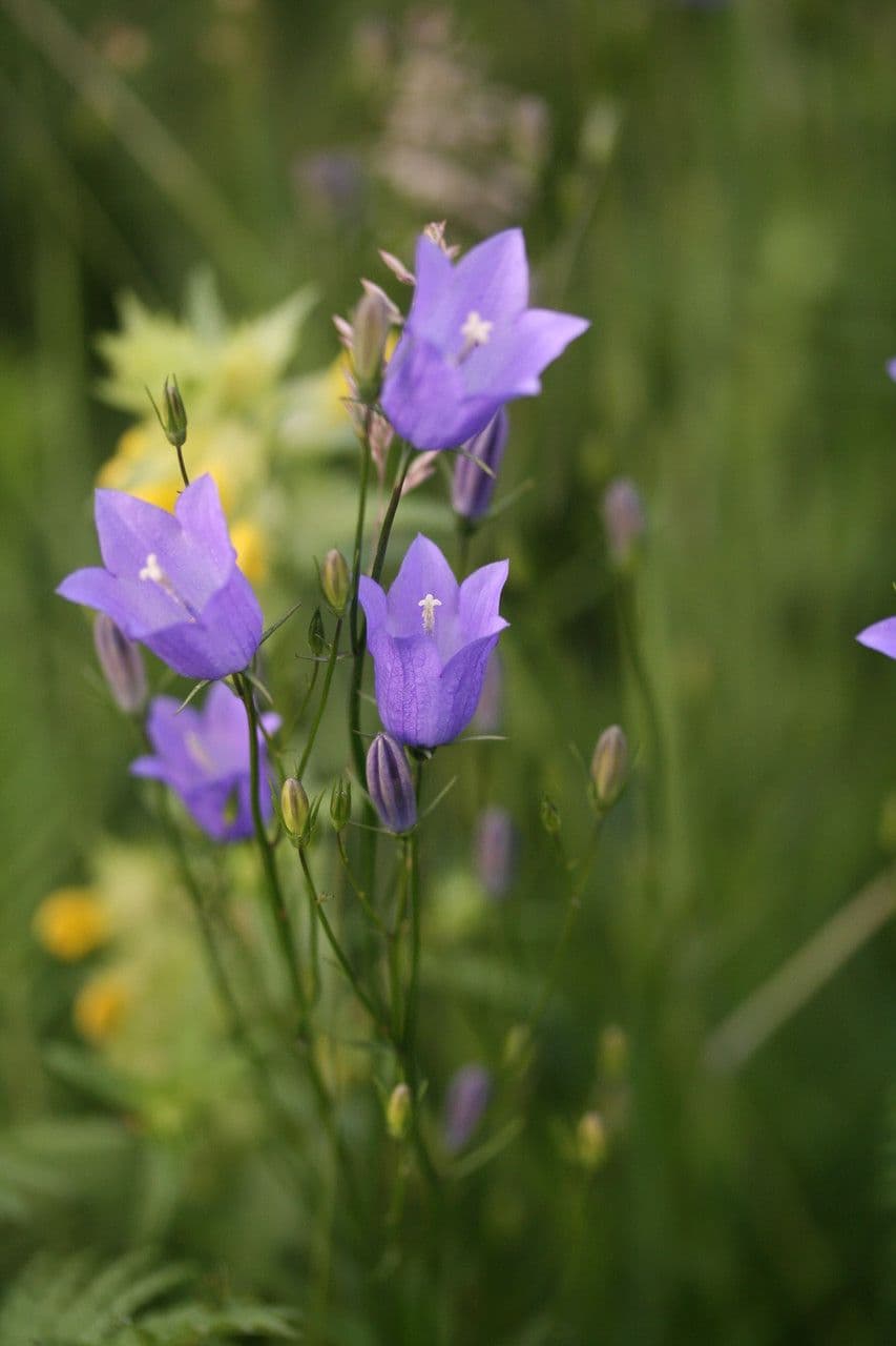 Rundblättrige Glockenblume 11