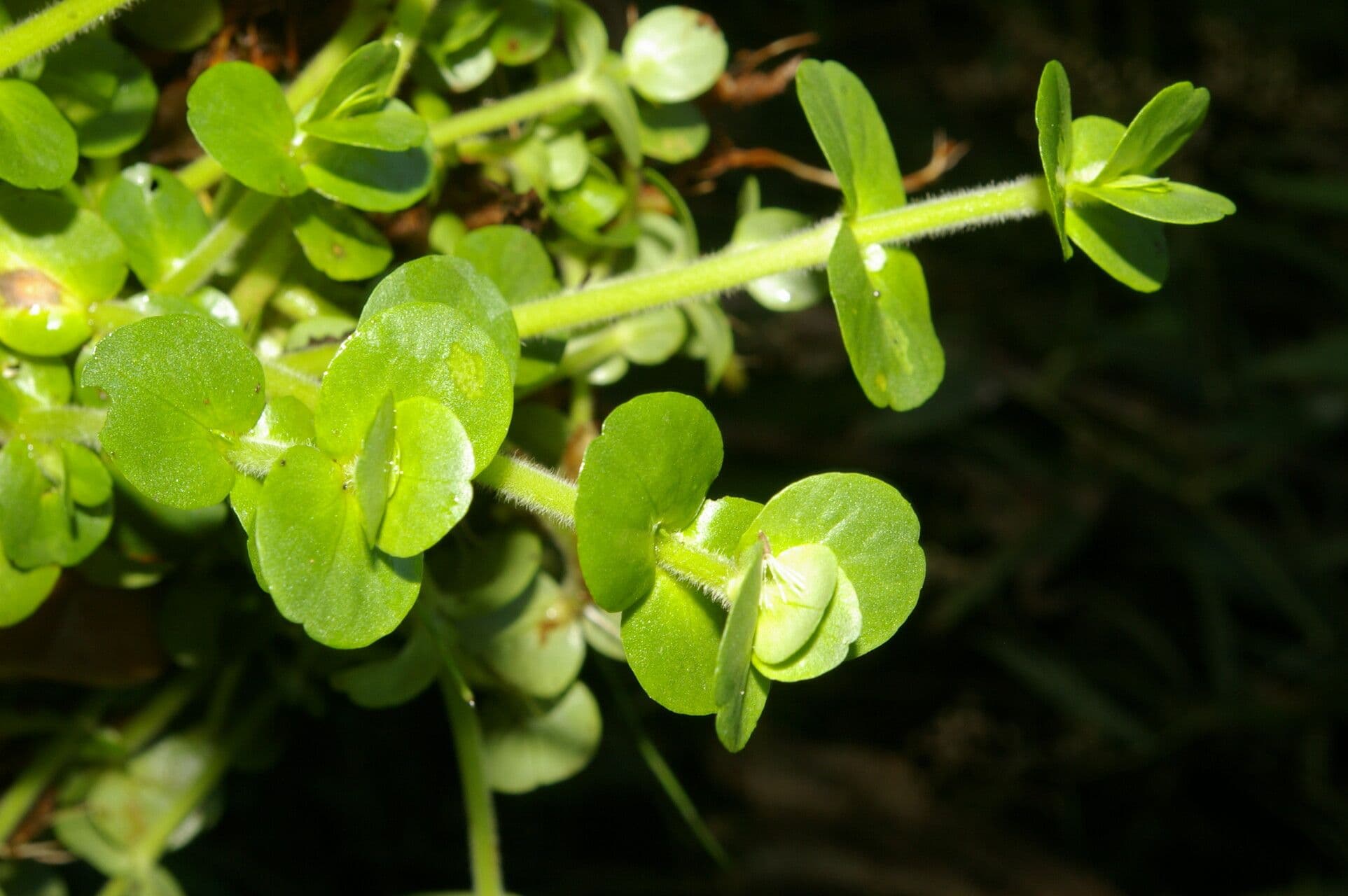 Bacopa salzmannii 13