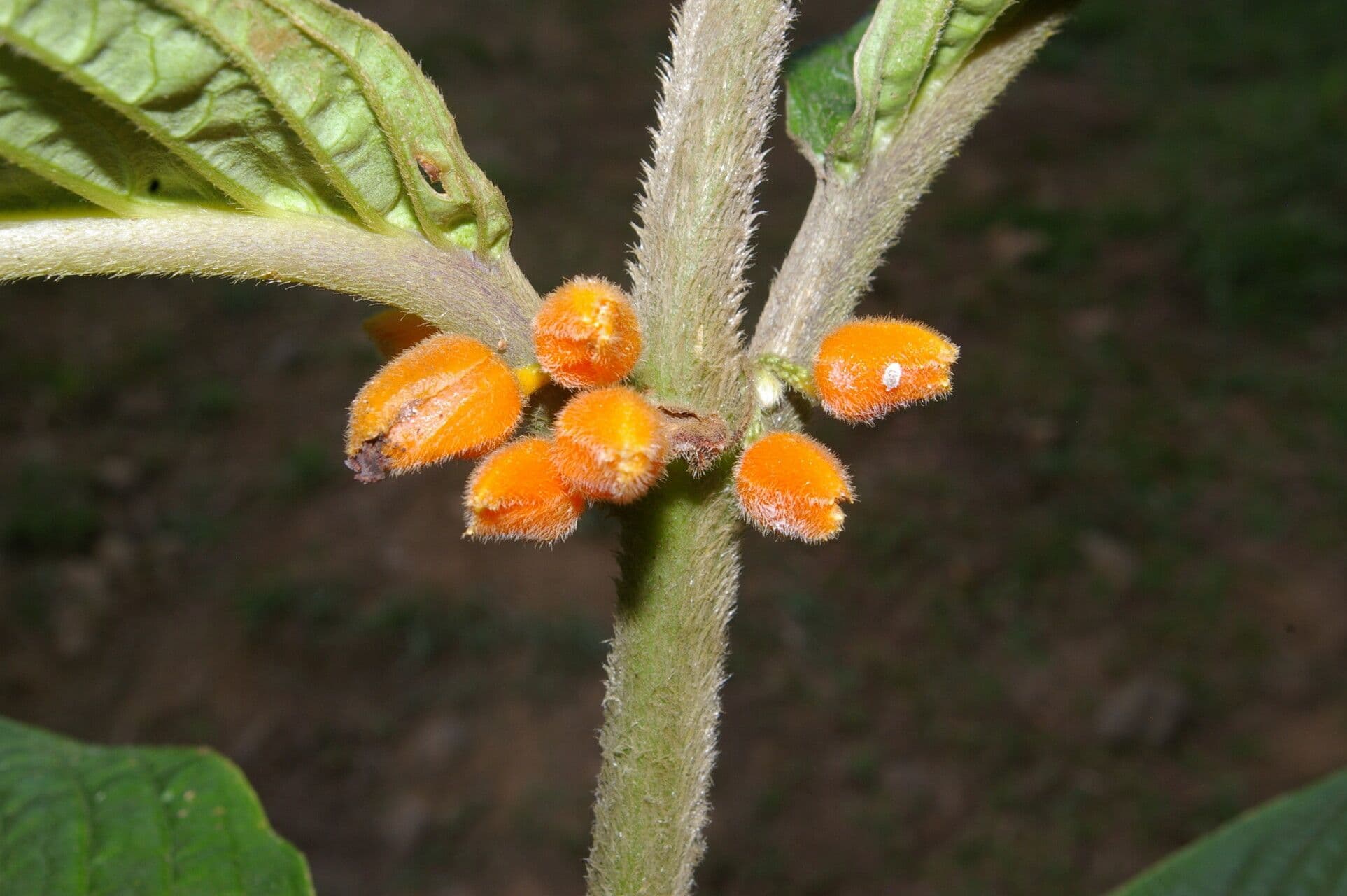 Besleria 4