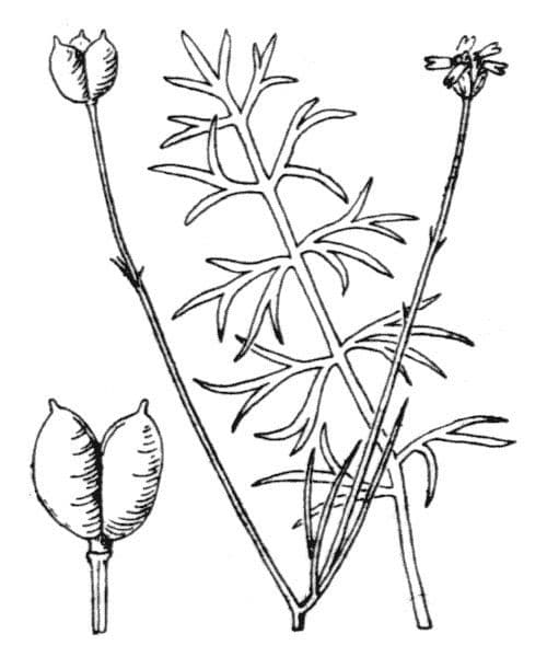 Černucha siata 15