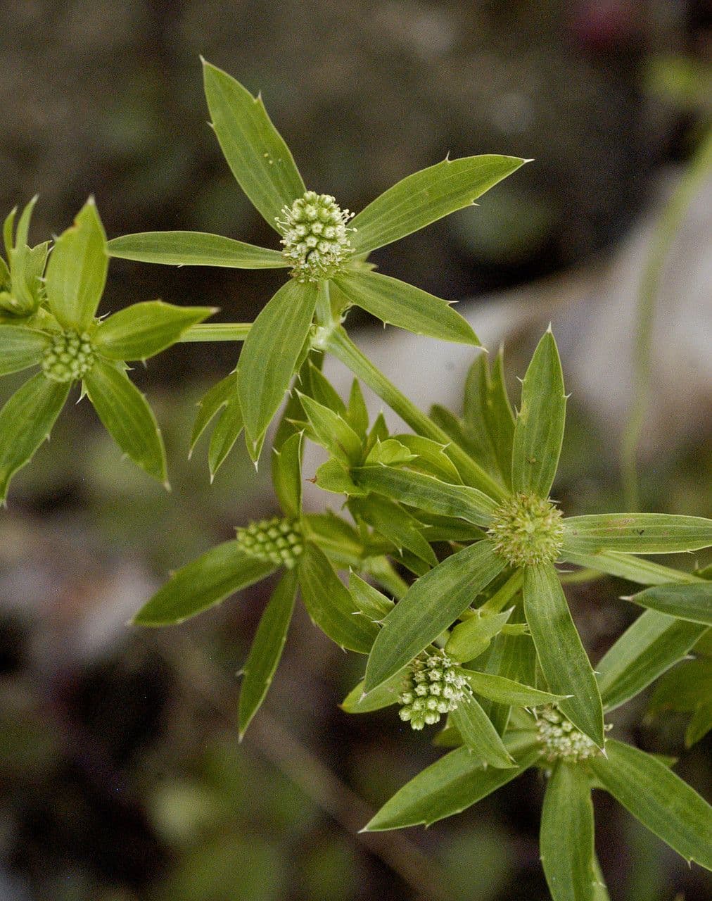 Eryngium foetidum 8