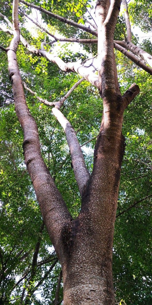 Afzelia xylocarpa 3